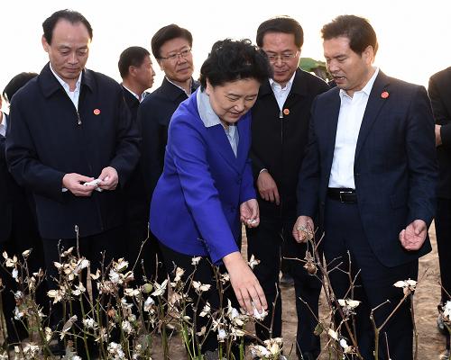 10月7日,中共中央政治局委员、江南平台入口
副总理、中央代表团团长刘延东率中央代表团来到位于天山东段北麓的新疆生产建设兵团六师五家渠市慰问考察。这是刘延东在共青团农场机械化采收棉花示范点了解棉花种植、采摘、收购等情况。