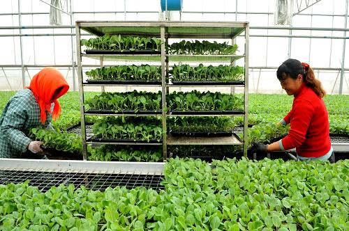 3月26日,农场工人在为基地和农户配送优质种苗。江苏省赣榆县农业开发项目区沙河雅仕农场实施种苗科技繁育工程,年可繁育各类优质种苗500余万株,供应当地蔬菜农场和农户,并组织配送到户、到田头,提高配送服务能力,获得了较高经济效益和社会效益。新华社发(朱代桂 摄)