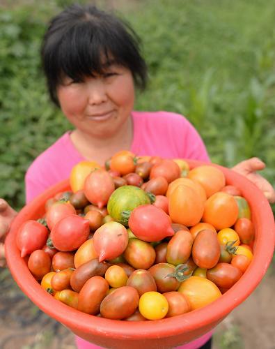 6月22日,河北固安兴芦农业合作社成员在展示刚采摘的七彩西红柿。近年来,河北固安县因地制宜,调整农业种植结构,种植彩色番茄、水果黄瓜等10多种特色蔬菜,促进农民增产增收,种植户每亩年均纯收入达6000多元。新华社记者 王晓 摄